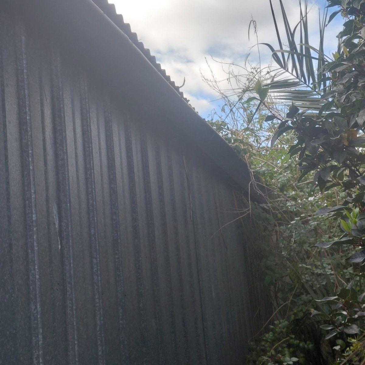 Old gutter along the top of a dark metal wall, with plants growing over it